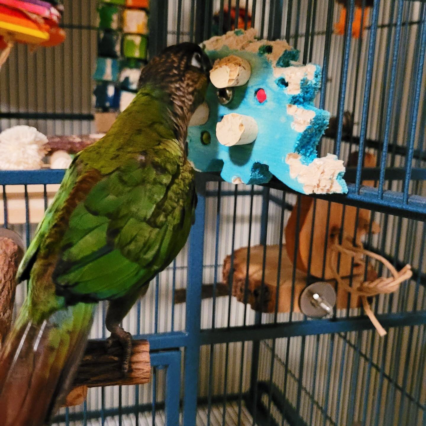 A crimson bellied conure shown with a stegosaurus shaped piece of balsa, with 4mm, 6mm, and 8mm wood beads and cork stoppers. Attached to cage with stainless steel hardware.