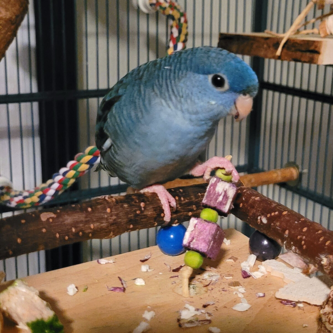 Bitty Balsa