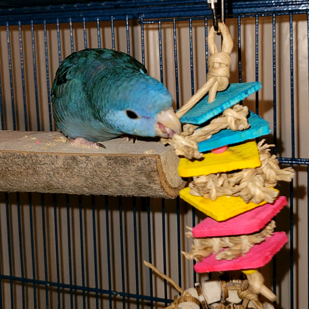 Chip N Shred