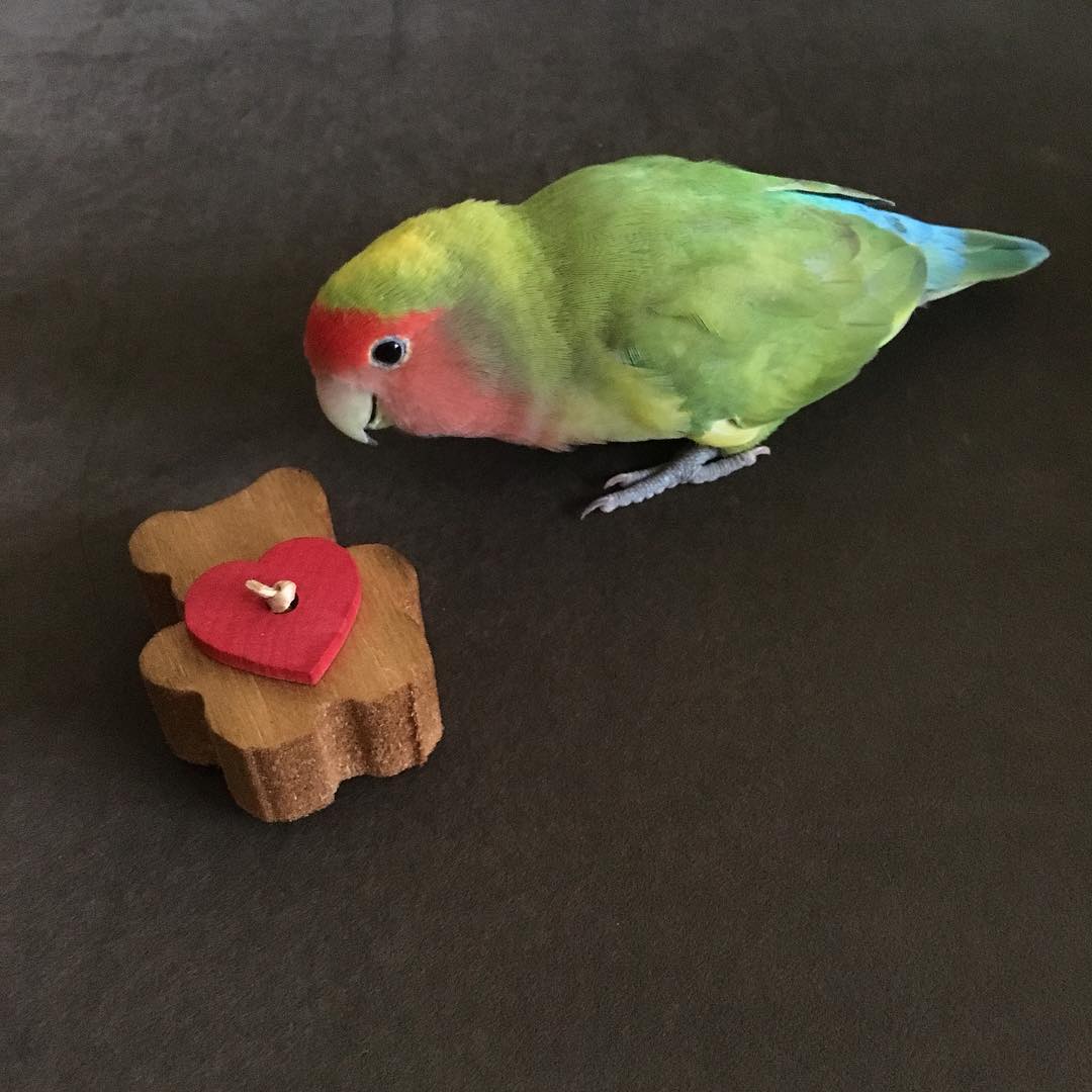 Teddy Balsa