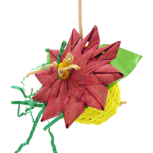 Poinsettia