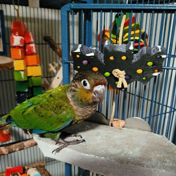 Crimson Bellied Conure, Tobias, with a bat shaped piece of balsa. Includes embedded beads and millet. A Halloween themed toy for small parrots such as conures, cockatiels. budgies, parakeets, ringnecks and more.