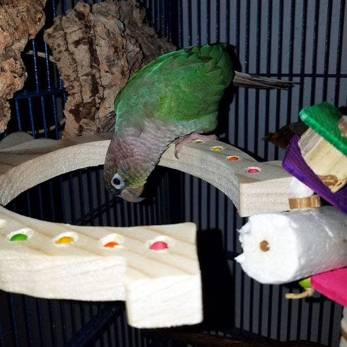 Green Cheeked Conure, Zazu