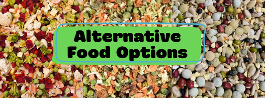 Alternative Parrot Food Options