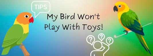 A banner that says My Bird Won't Play with Toys! With a lovebird and conure on a gradient. 