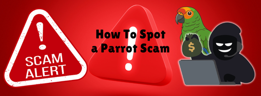 How to Spot a Parrot Scam
