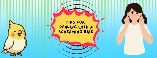 Tips for Dealing with a Screaming Bird