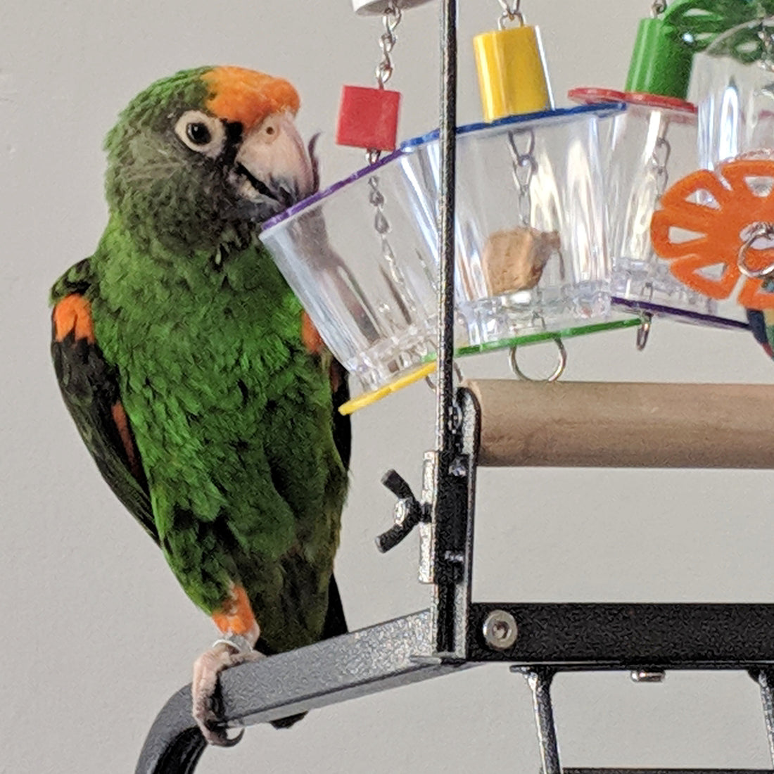 Foraging Toy Reviews