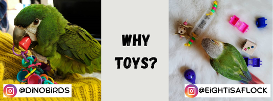 Banner that says "Why Toys" and has a photo of a Hahns macaw attributed to instgram user "dinobirds" and a green cheek conure attributed to "eightisaflock"