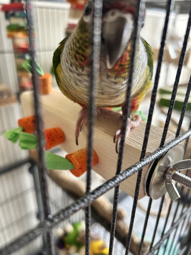 A green cheeked conure perched on Garden Row by Lil Monsters Bird Toys. 