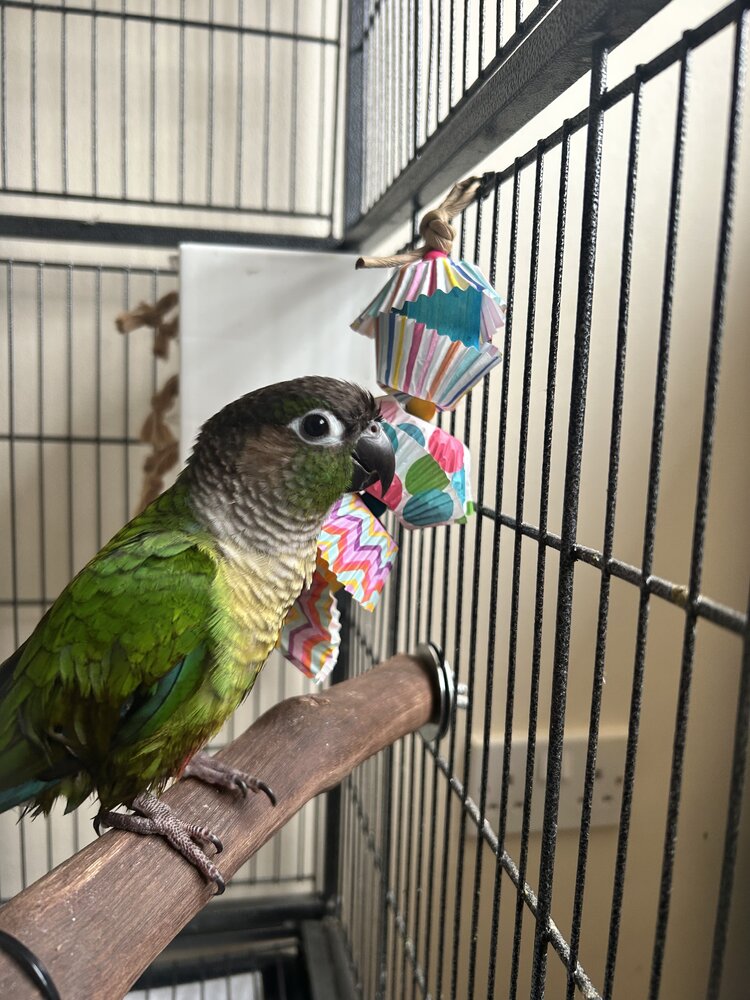 A green cheeked conure next to a Balsa Surprise toy by Lil Monsters Bird Toys. 