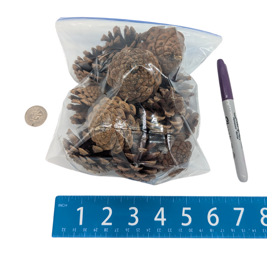 Pine Cones (Bag of 15)