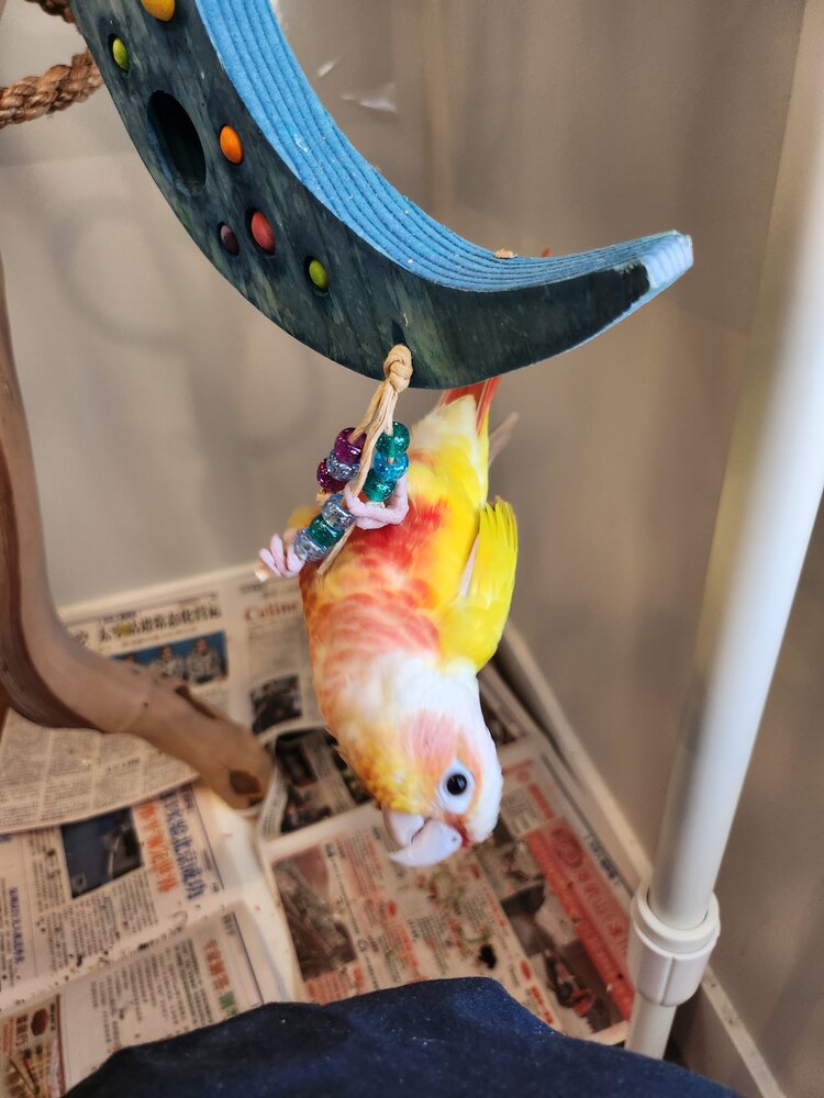 A green cheeked conure hanging off of Sweet Dreams by Lil Monsters Bird Toys. 