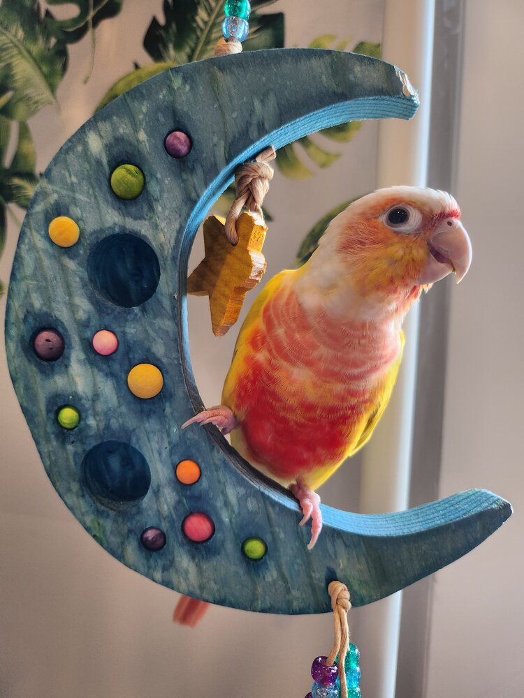 A green cheeked conure sitting on Sweet Dreams by Lil Monsters Bird Toys.