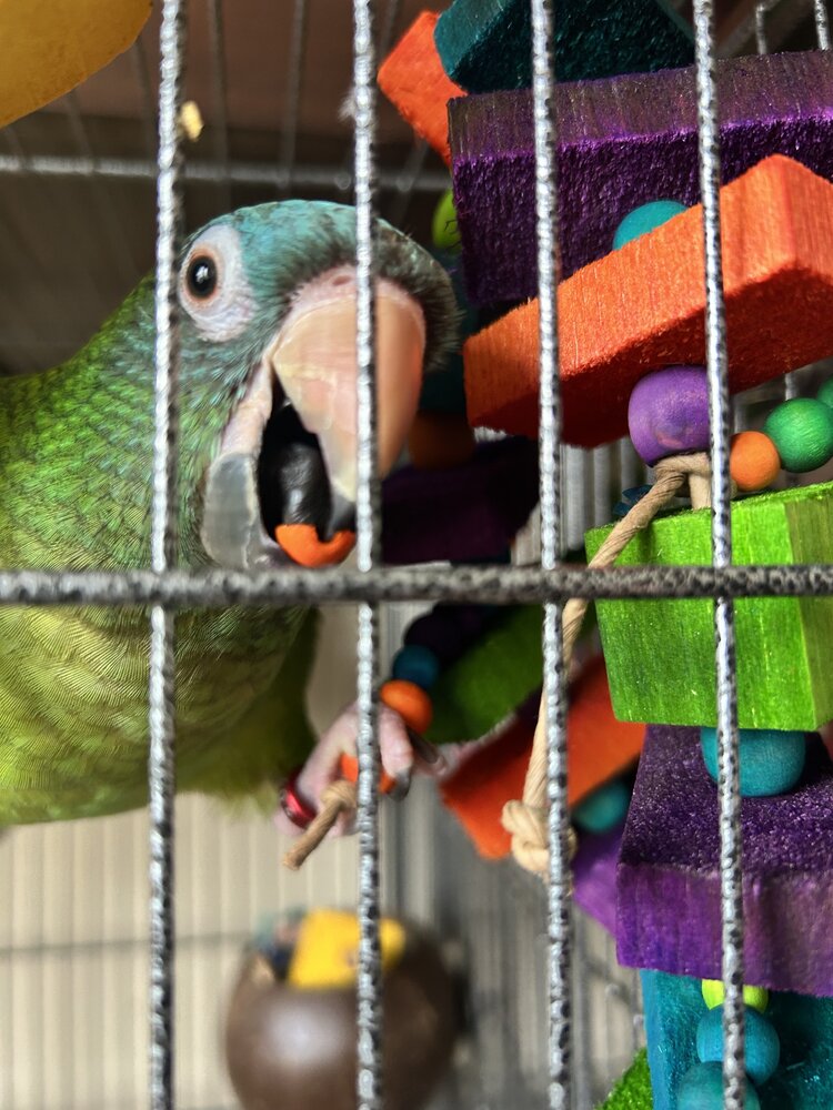 Balsa Triathlon by Lil Monsters Bird Toys. Shown with a blue crowned conure who is chewing on the beads. 
