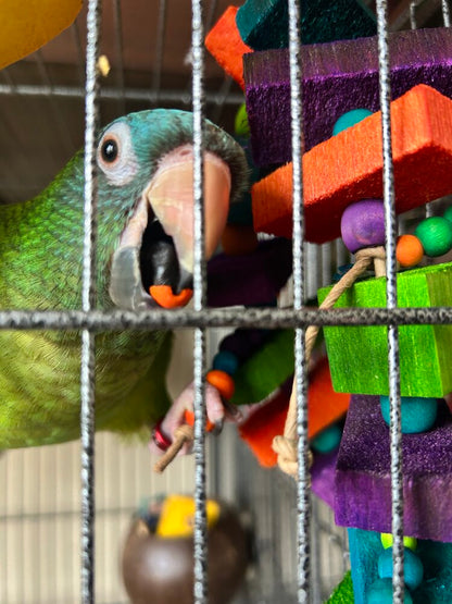 Balsa Triathlon by Lil Monsters Bird Toys. Shown with a blue crowned conure who is chewing on the beads. 