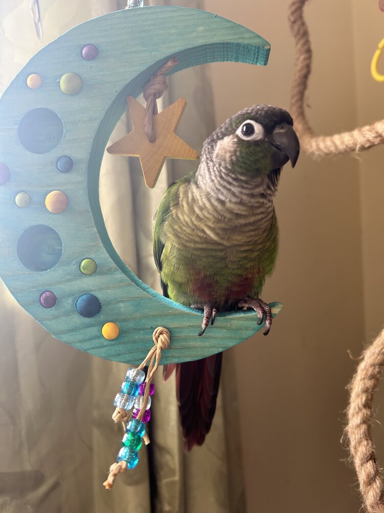 A green cheek conure sitting on Sweet Dreams by Lil Monsters Bird Toys. 