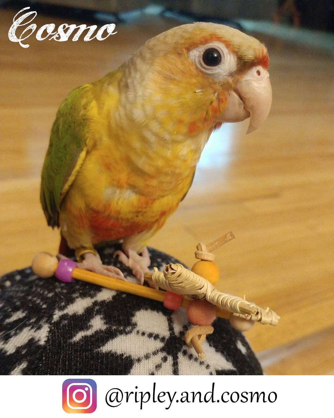 Cosmo the Green Cheeked Conure with Oh My Star by Lil Monsters Bird Toys. 