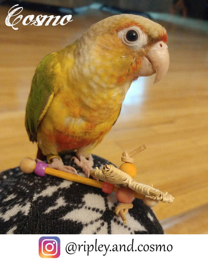 Cosmo the Green Cheeked Conure with Oh My Star by Lil Monsters Bird Toys. 