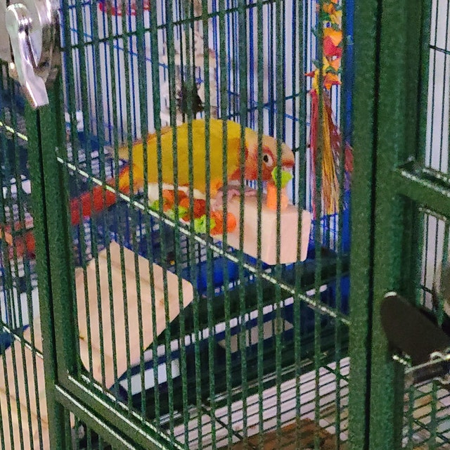A green cheek conure seen perching on Garden Row by Lil Monsters Bird Toys. 