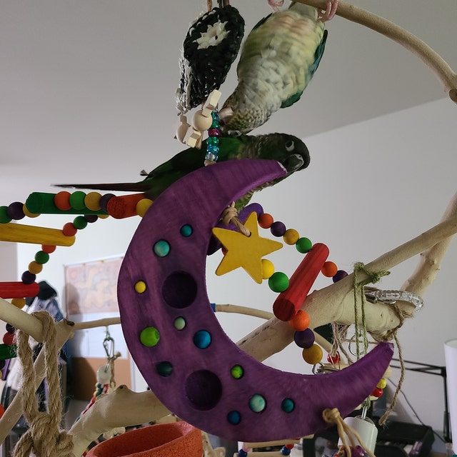 Two green cheeked conures investigating Sweet Dreams by Lil Monsters Bird Toys. 