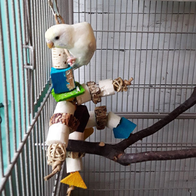 Ferdinand by Lil Monsters Bird Toys. Shown with Jewellbird's Pipsqueak (Budgie).