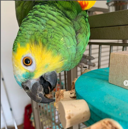 Floyd_thegoodboy Amazon next to Cork Nook by Lil Monsters Bird Toys. 