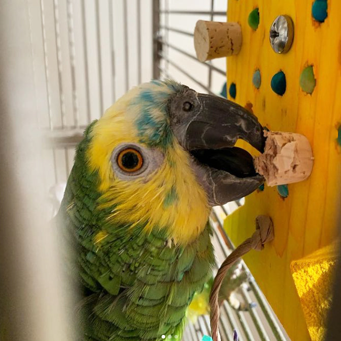 An Amazon parrot chewing on one of the corks