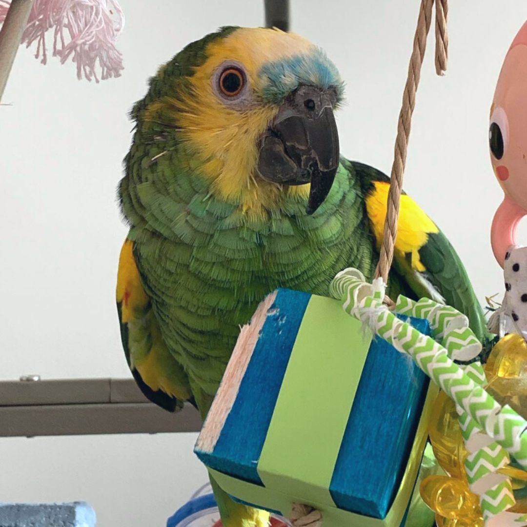 An Amazon parrot chewing on a piece of balsa decorated with cardstock and paper straws to resemble a birthday gift.