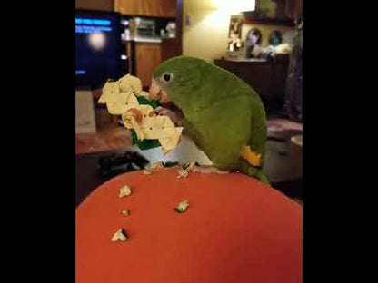 Canary winged parakeet chewing on a foot toy made with balsa and palm strips. 