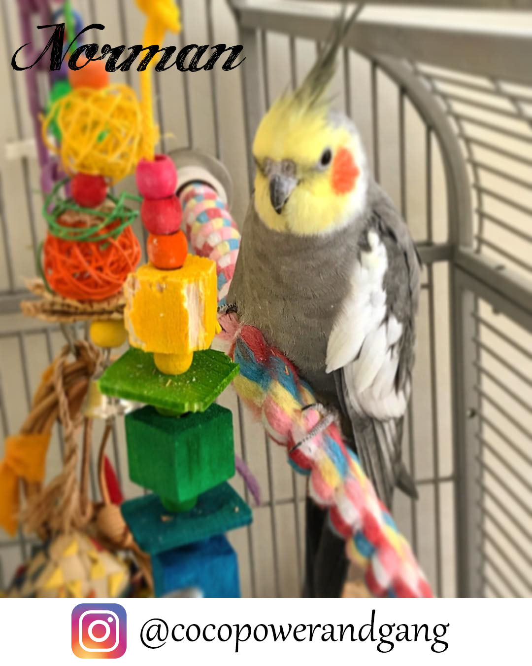 A partially chewed Hugh by Lil Monsters Bird Toys, shown next to a cockatiel. The name of the bird, "Norman" is shown, as well as credit for the photo "cocopowerandgang" next to an Instagram logo. 