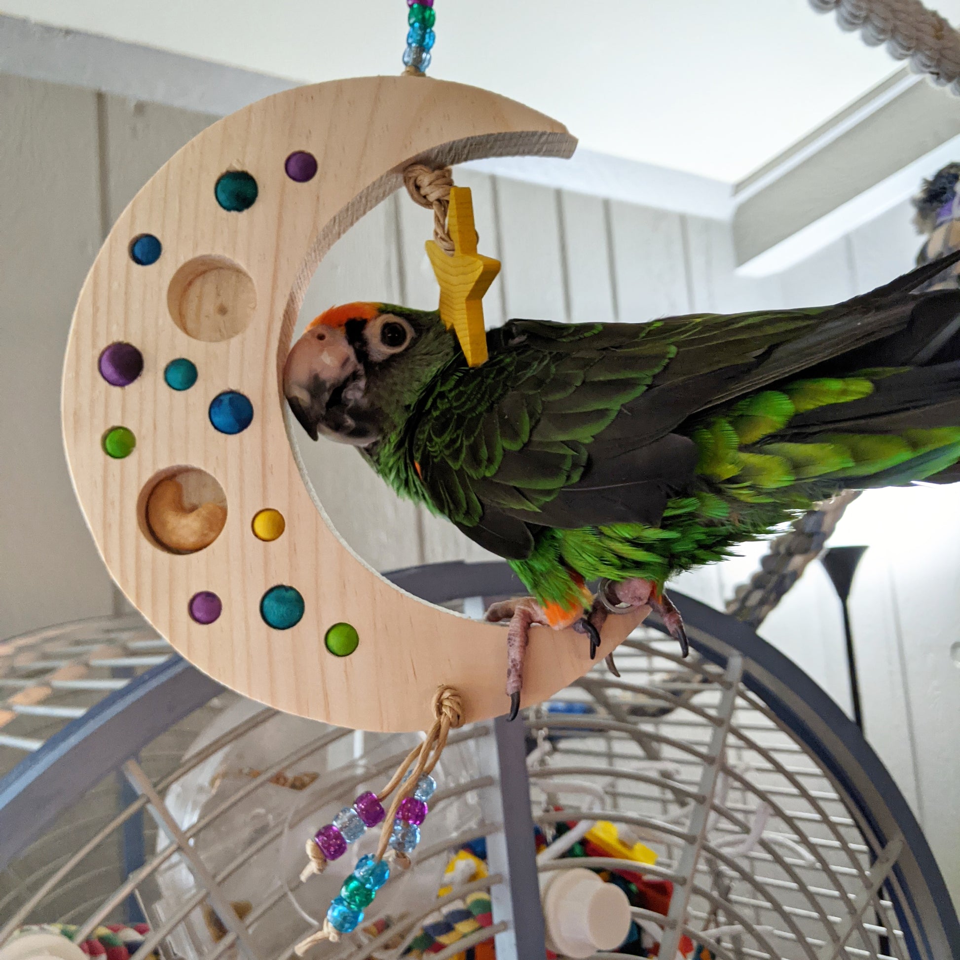 A Jardine's parrot sitting on Sweet Dreams by Lil Monsters Bird Toys. 