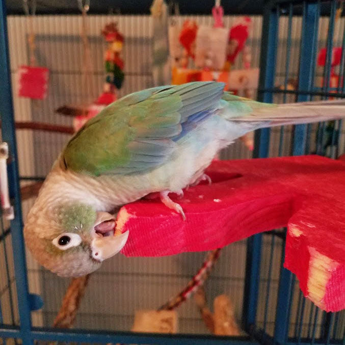 Green Cheeked Conure, Zazu